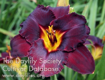 Daylily Ebony Jewel